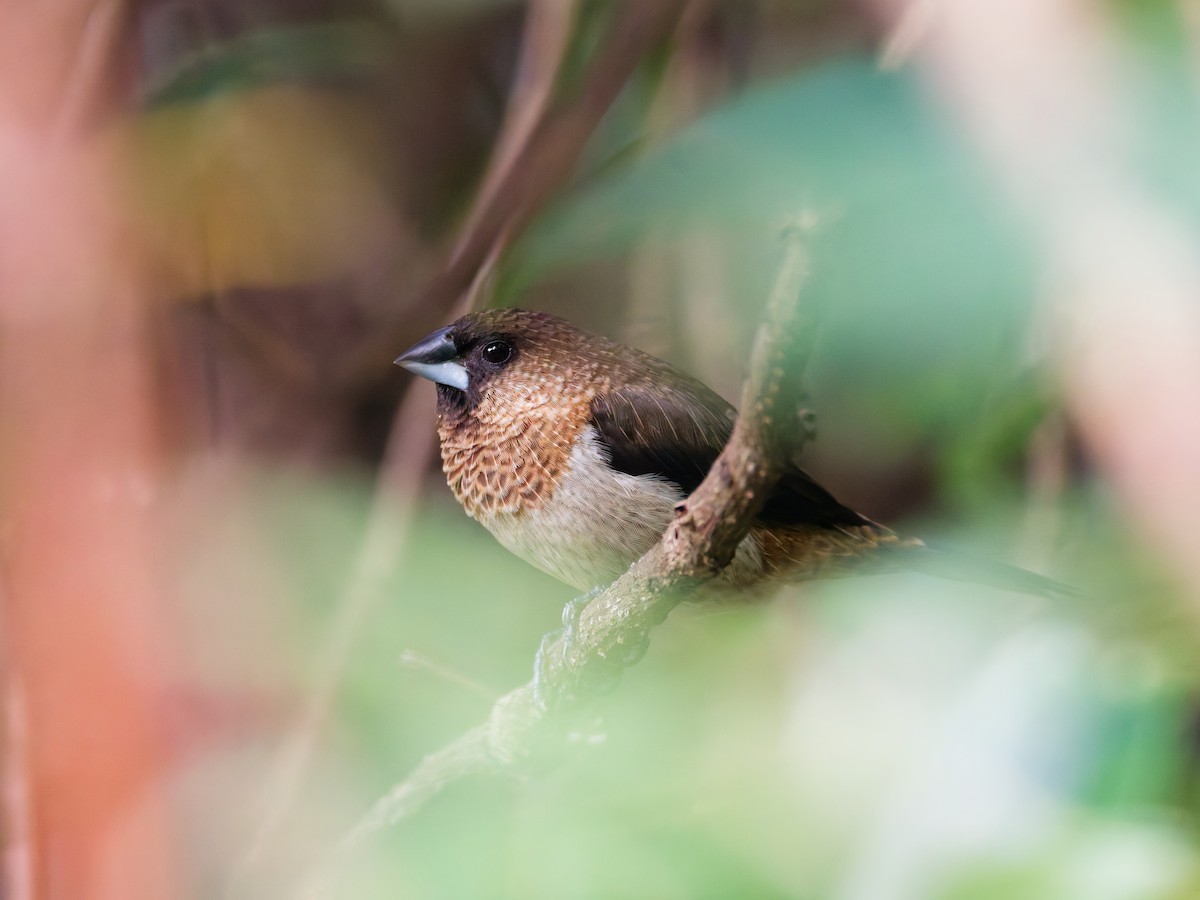 White-rumped Munia - ML642524164