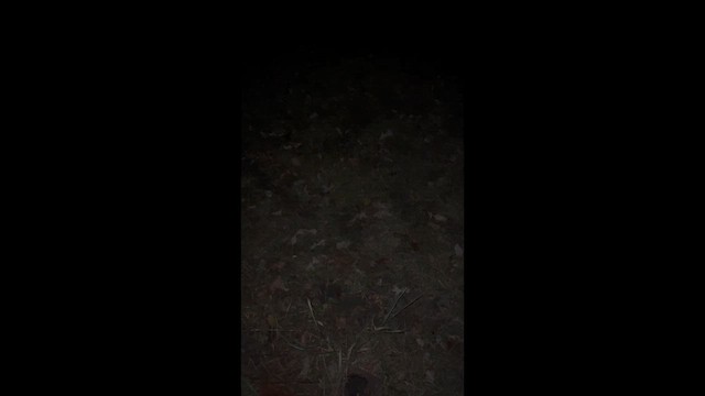 アメリカフクロウ - ML642524167