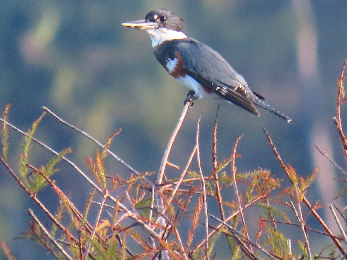 Belted Kingfisher - ML642524185