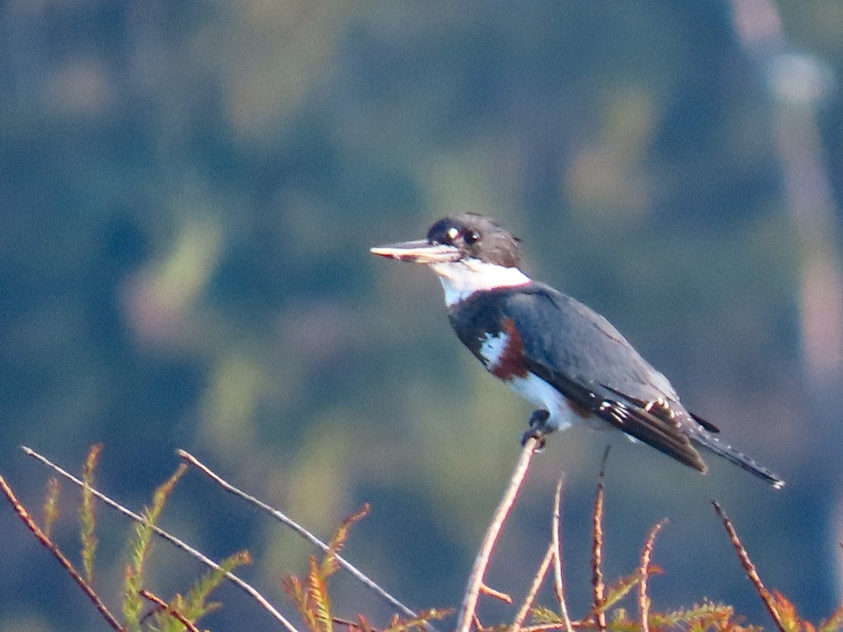 Belted Kingfisher - ML642524186