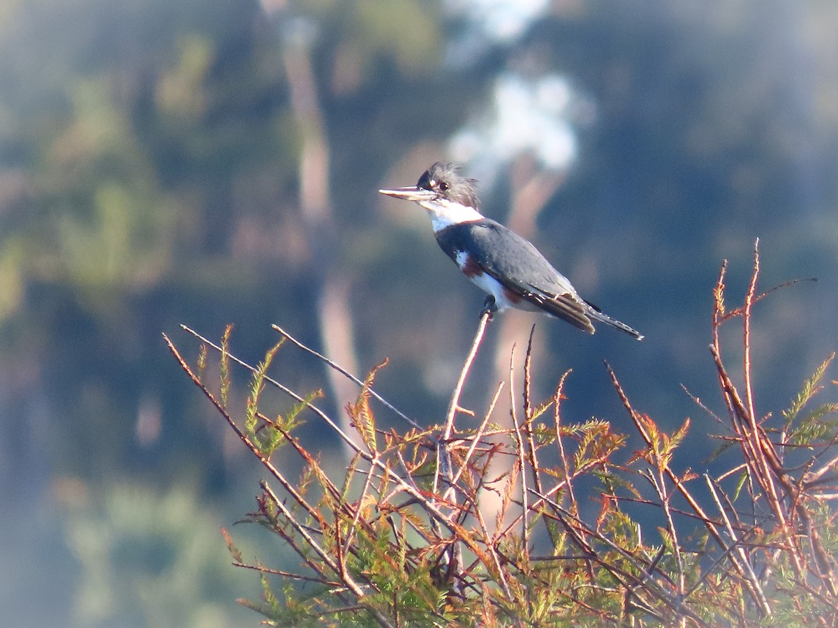 Belted Kingfisher - ML642524187