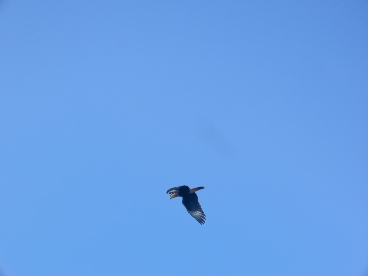 Crested Caracara - ML642524191