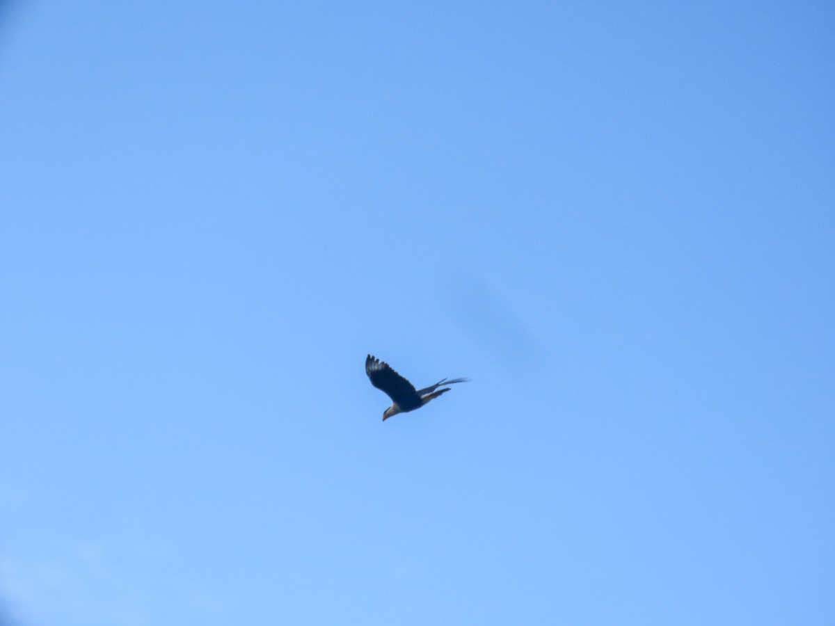 Crested Caracara - ML642524192