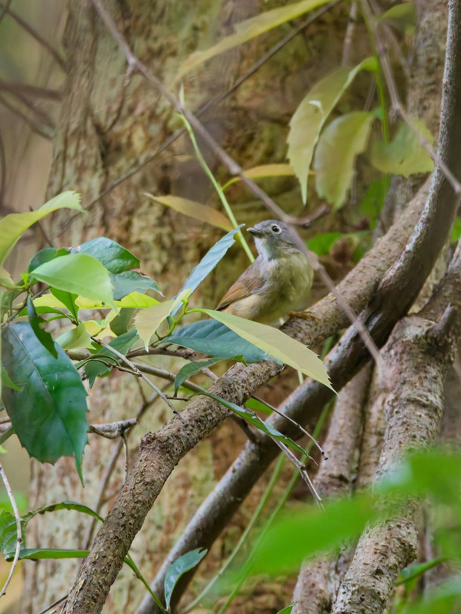 Huet's Fulvetta - ML642524198