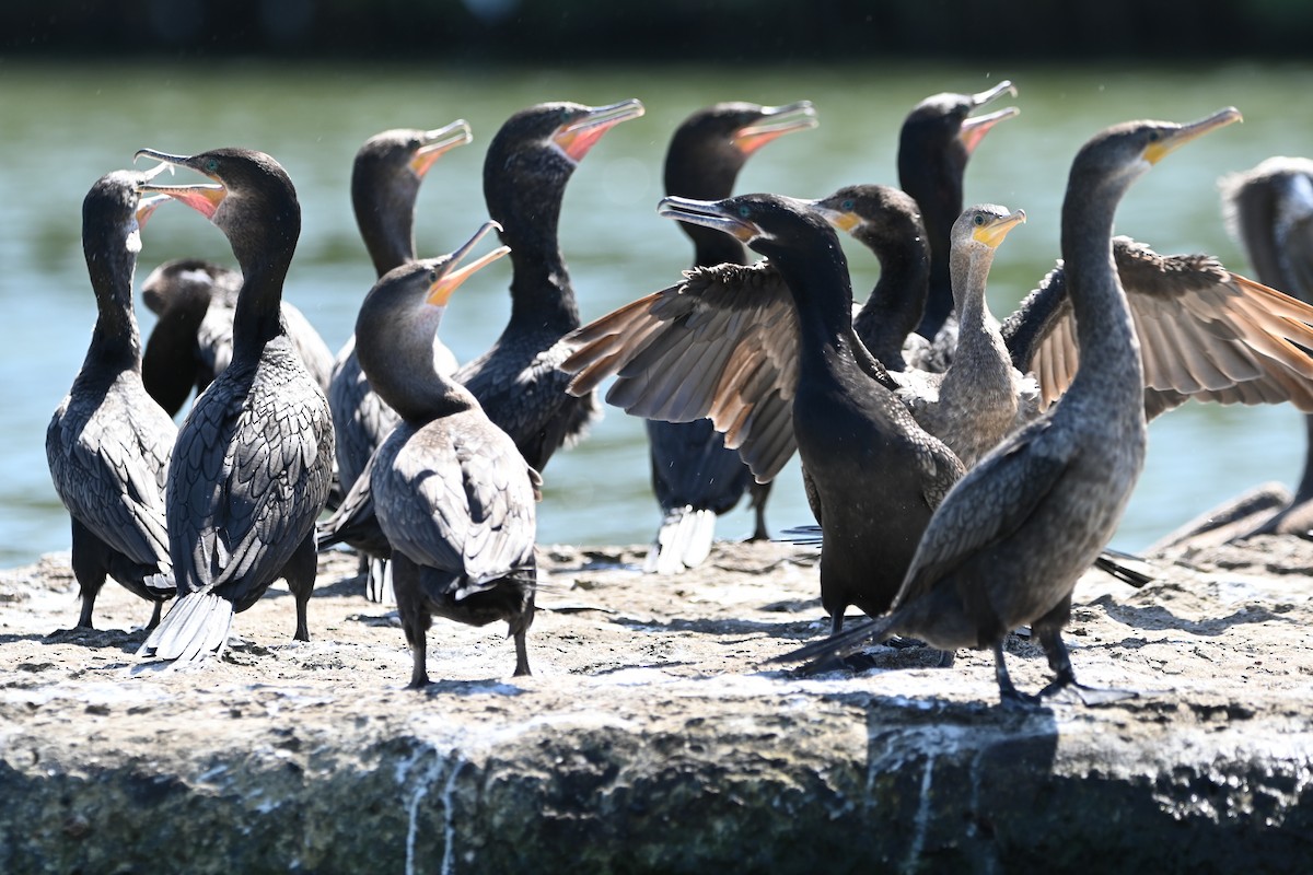 Neotropic Cormorant - ML642524202