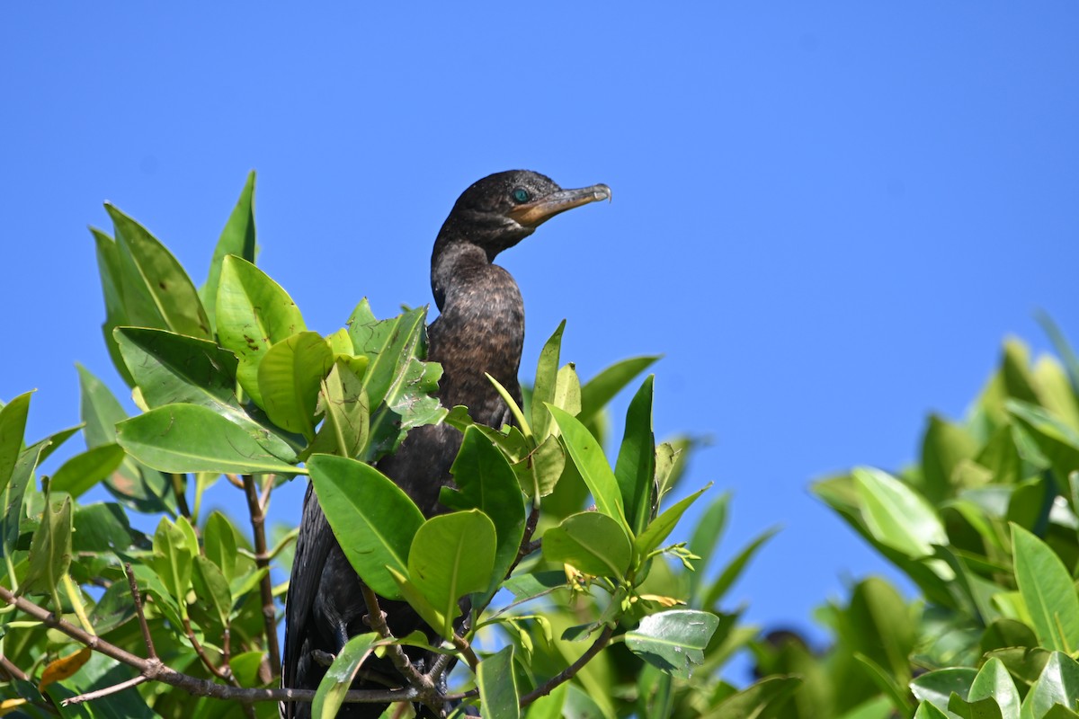 Neotropic Cormorant - ML642524203
