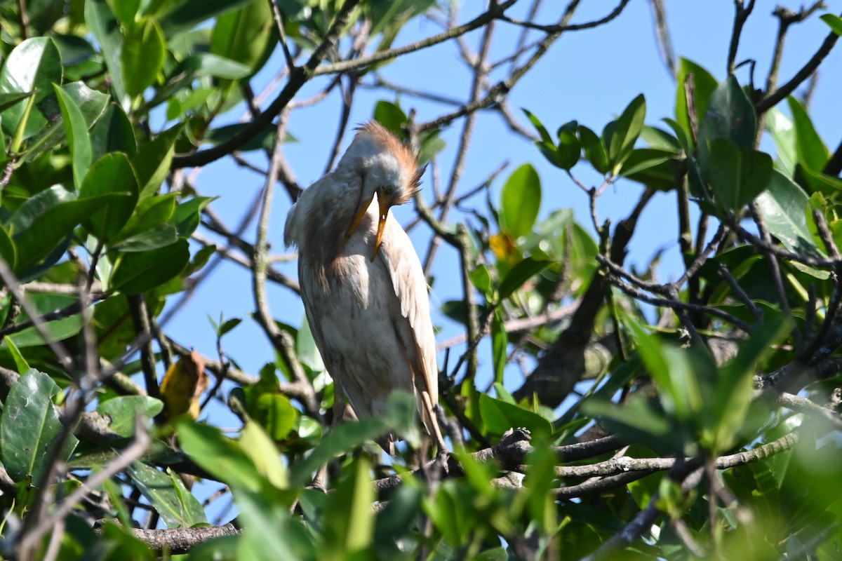 Western Cattle-Egret - ML642524208