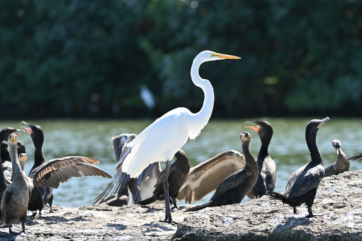 Great Egret - ML642524209