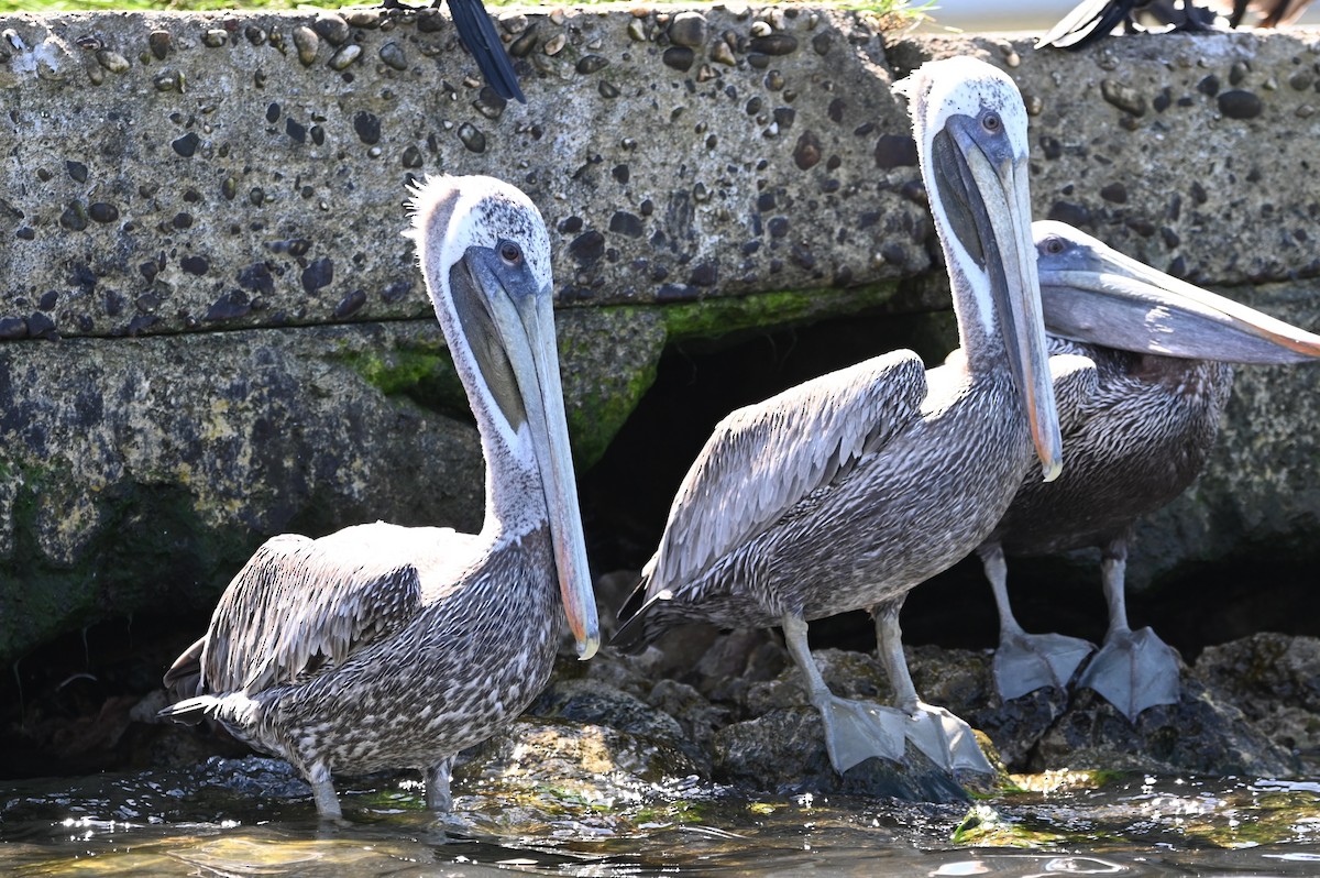 Brown Pelican - ML642524211
