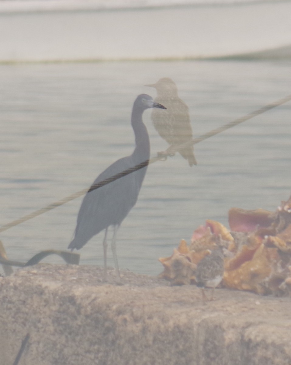 Little Blue Heron - ML642524224