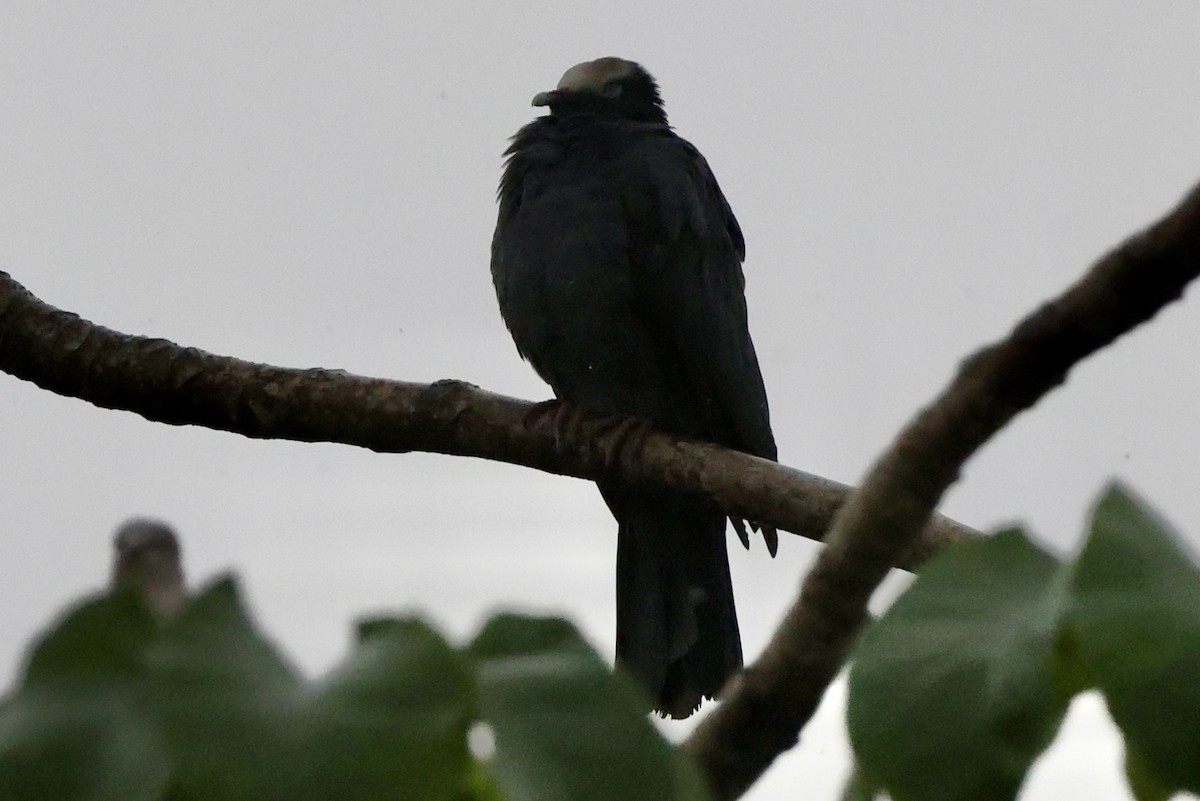 White-crowned Pigeon - ML642524243