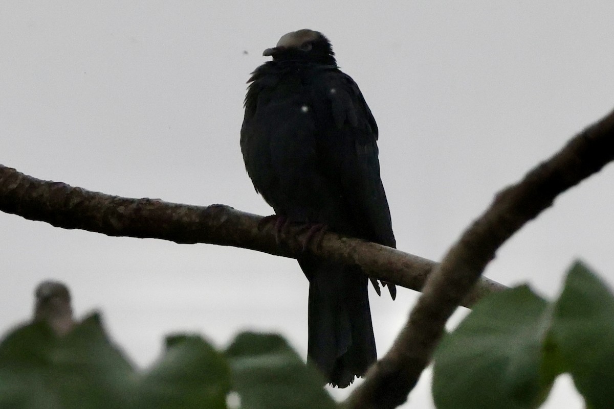 White-crowned Pigeon - ML642524244