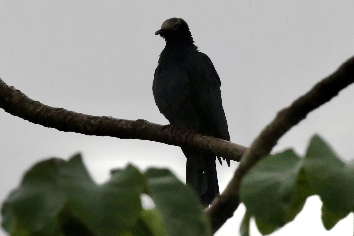 White-crowned Pigeon - ML642524246