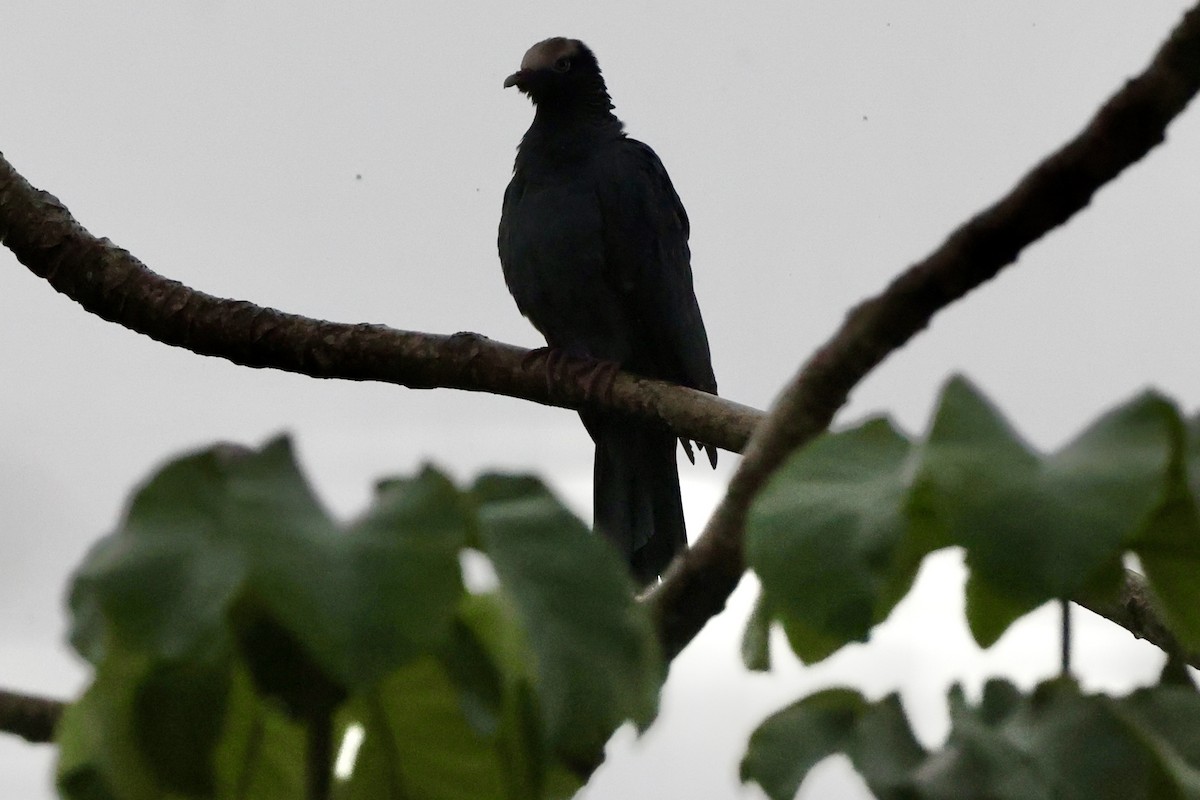 White-crowned Pigeon - ML642524247