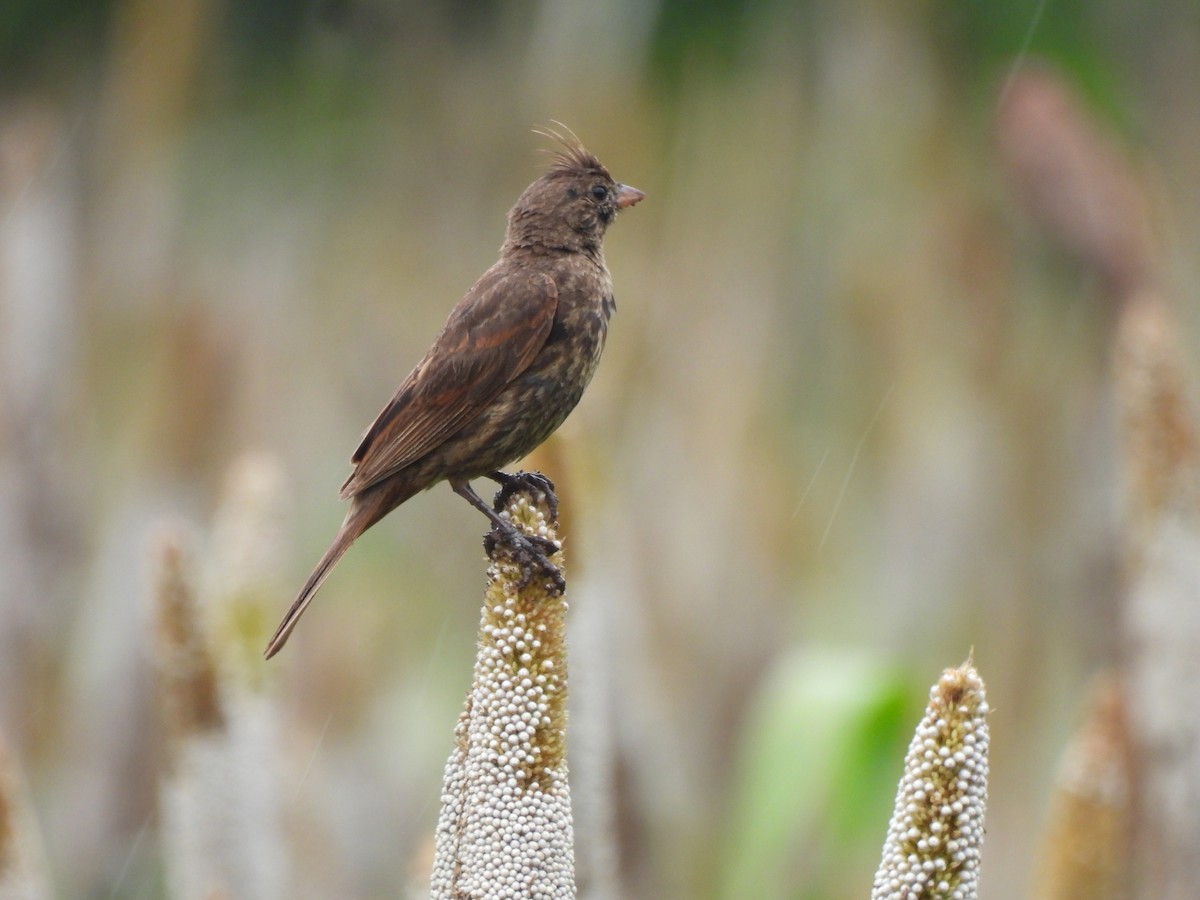Crested Bunting - ML642524297