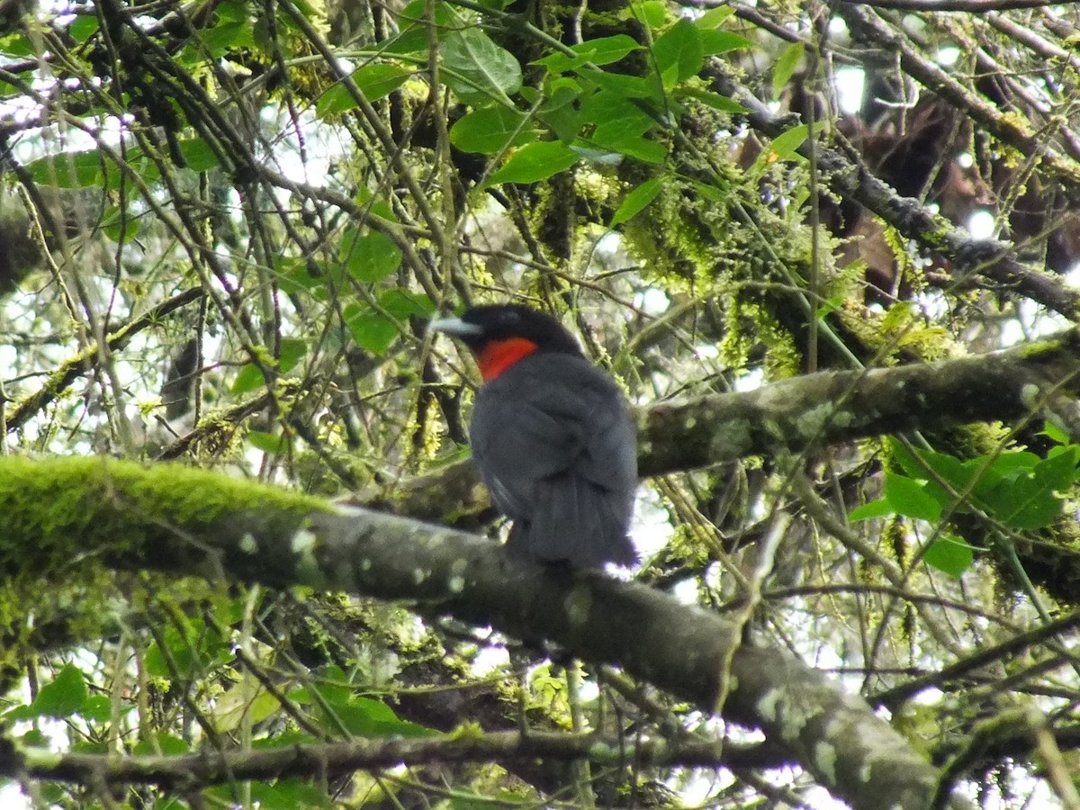 Red-ruffed Fruitcrow - ML642524309