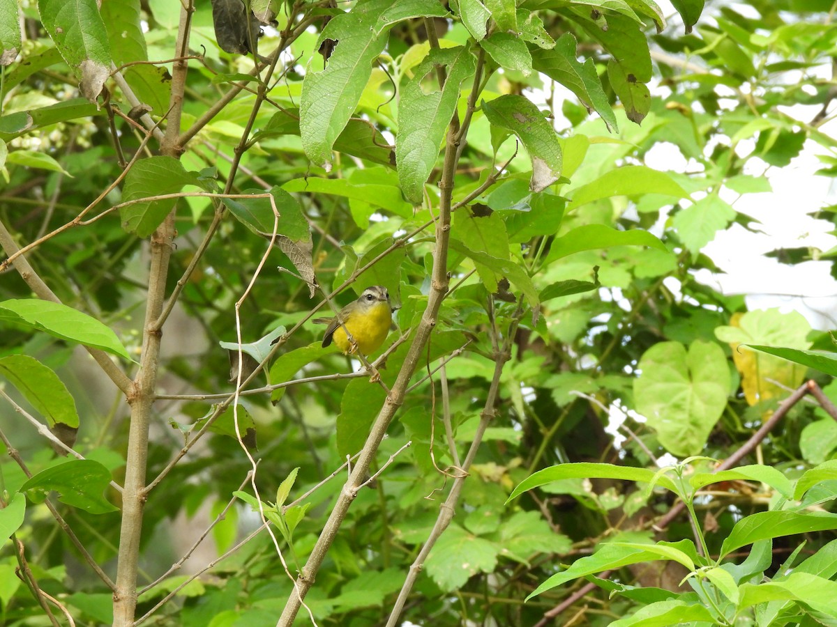 Golden-crowned Warbler - ML642524321