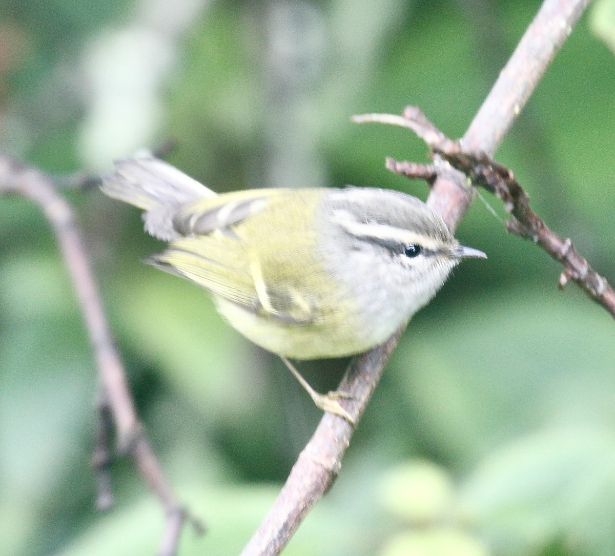 Ashy-throated Warbler - ML642524360