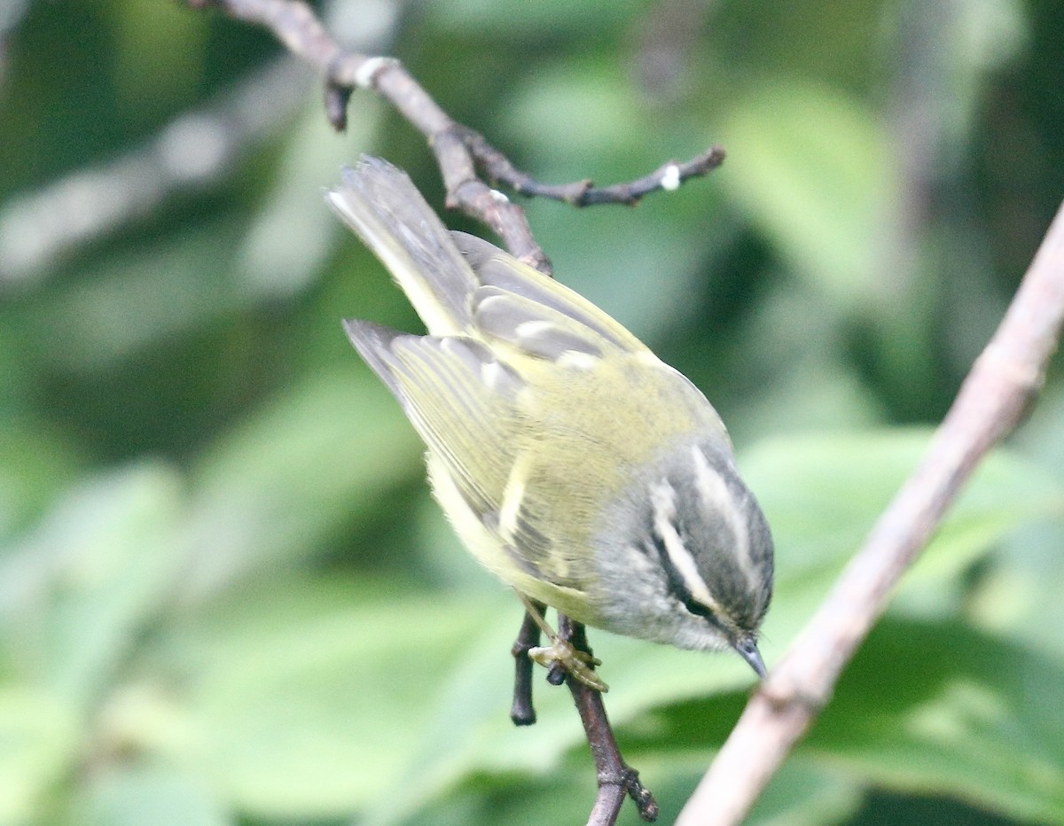 Ashy-throated Warbler - ML642524361