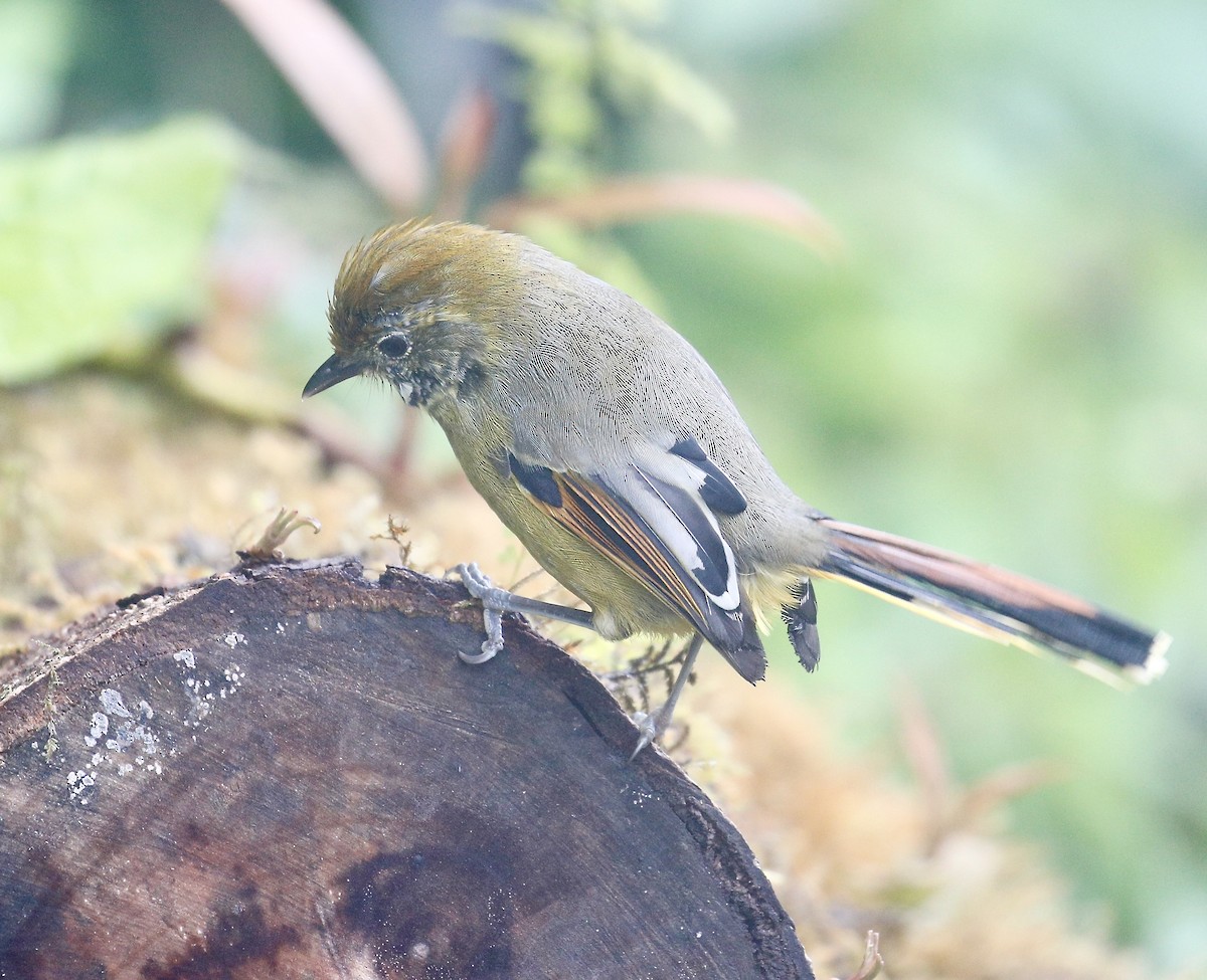 Chestnut-tailed Minla - ML642524365