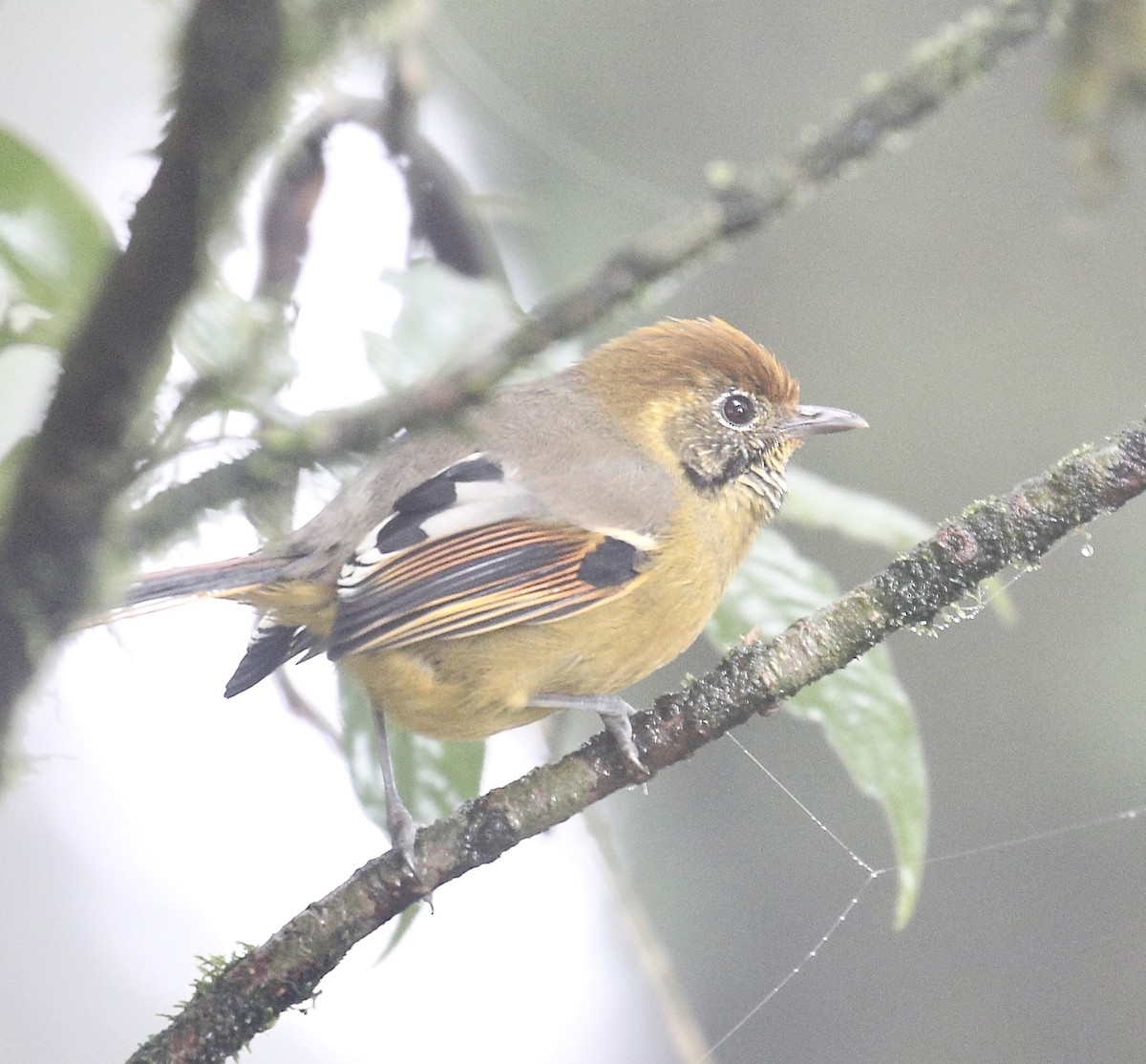 Chestnut-tailed Minla - ML642524366