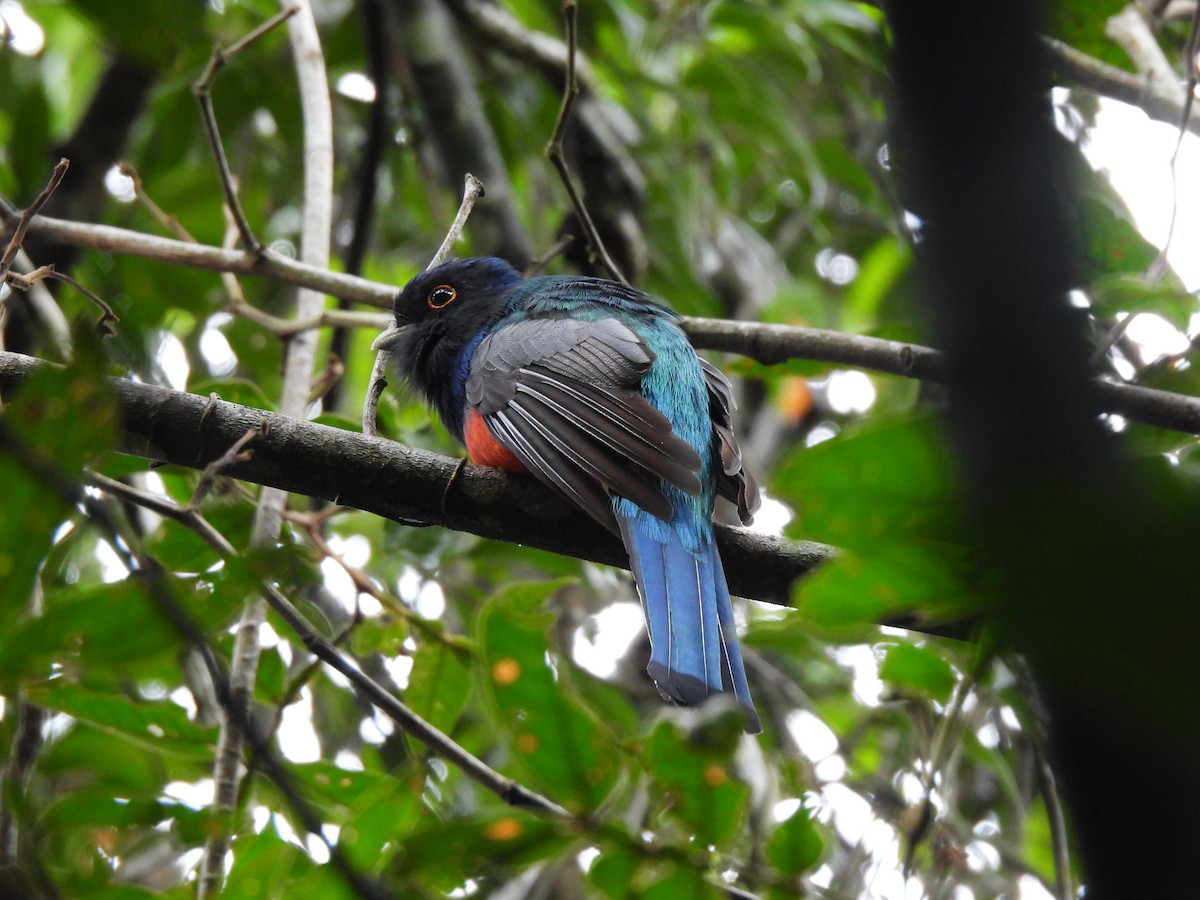 Surucua Trogon - ML642524379