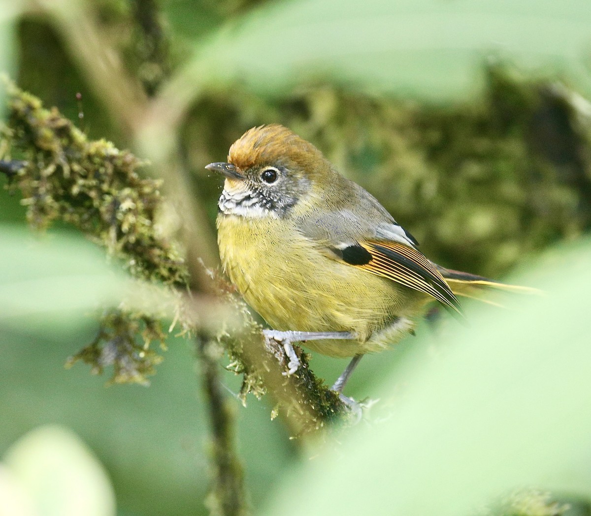 Chestnut-tailed Minla - ML642524380