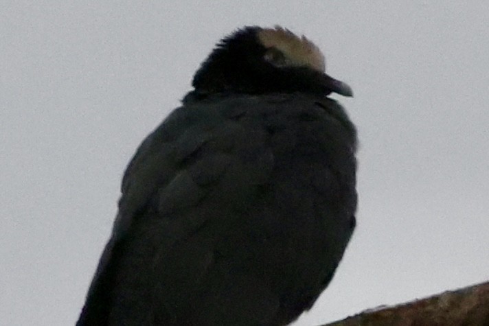 White-crowned Pigeon - ML642524383