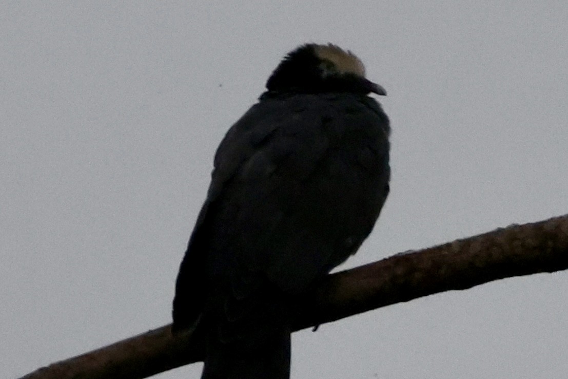White-crowned Pigeon - ML642524384