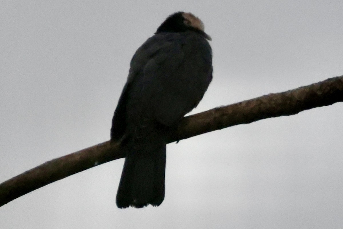 White-crowned Pigeon - ML642524385