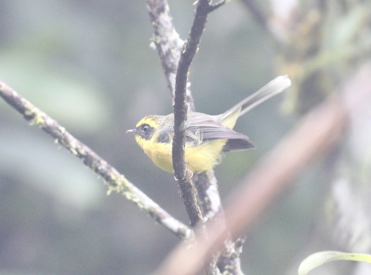 Yellow-bellied Fairy-Fantail - ML642524412