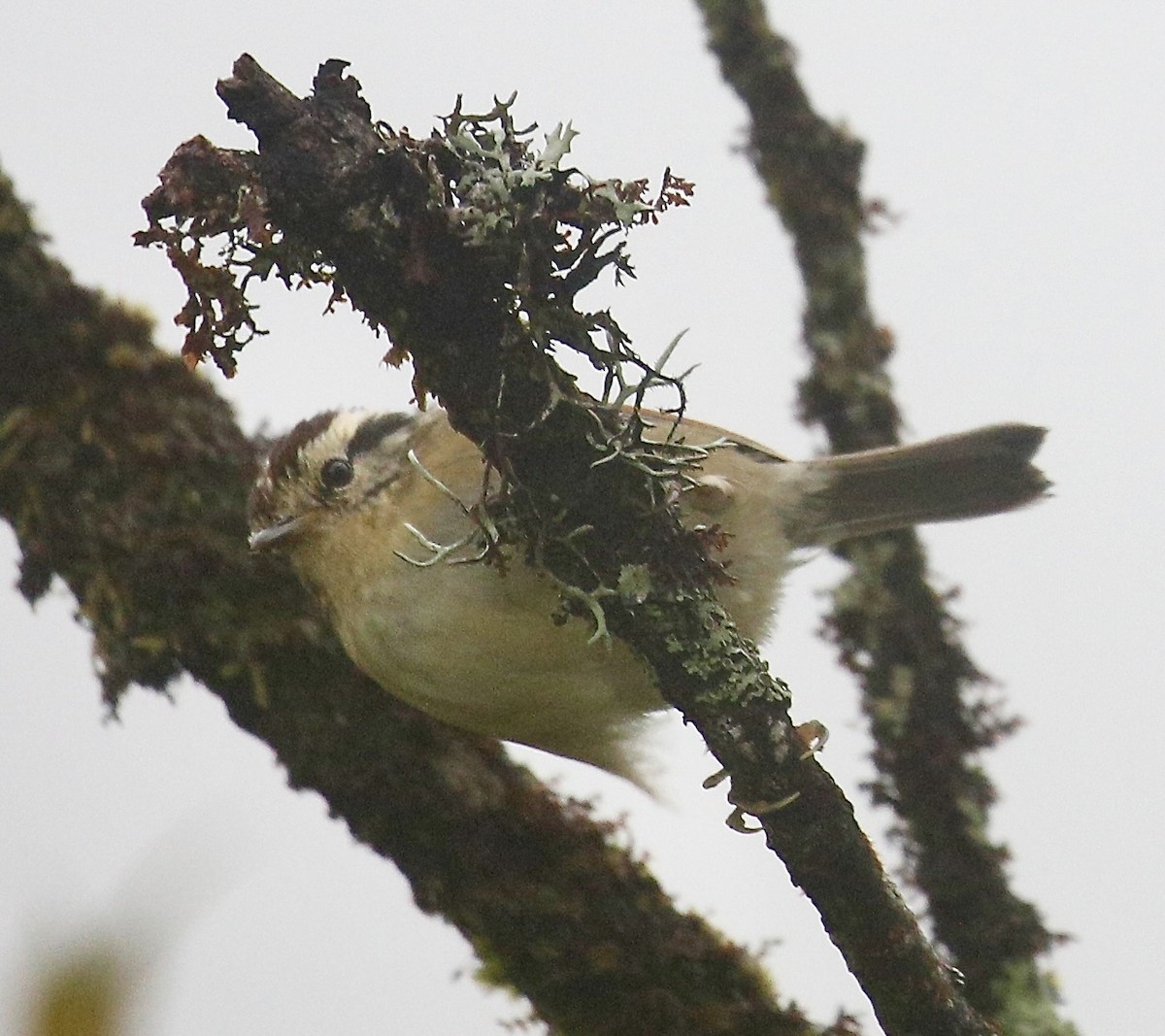 Rufous-winged Fulvetta - ML642524418