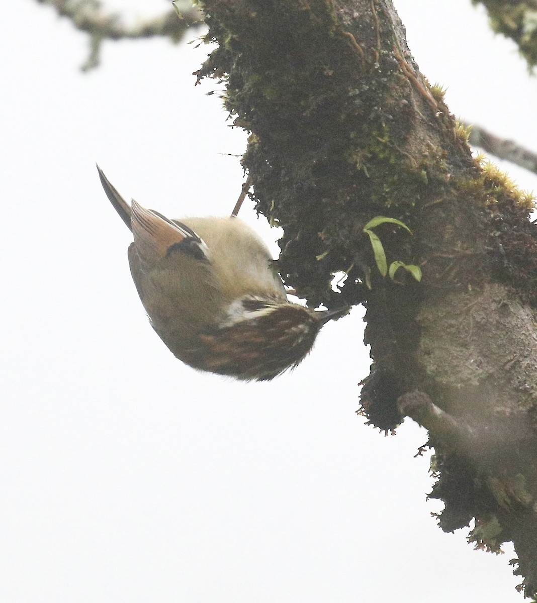 Rufous-winged Fulvetta - ML642524426