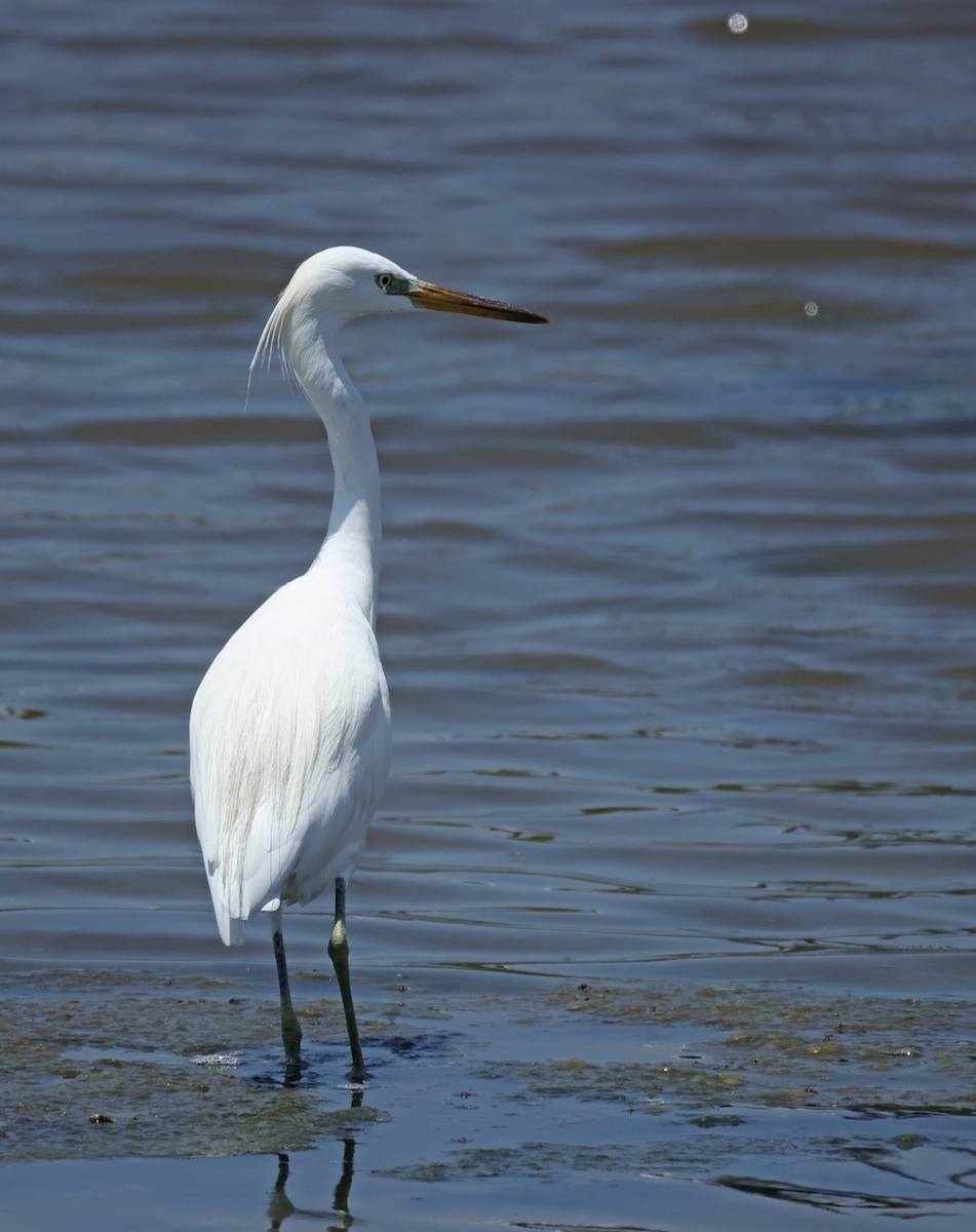 Chinese Egret - ML642524461