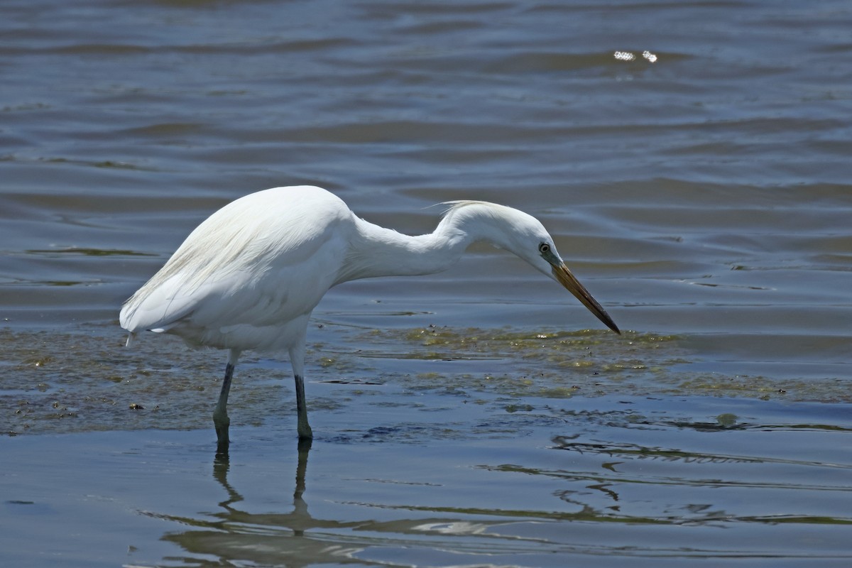 Chinese Egret - ML642524462