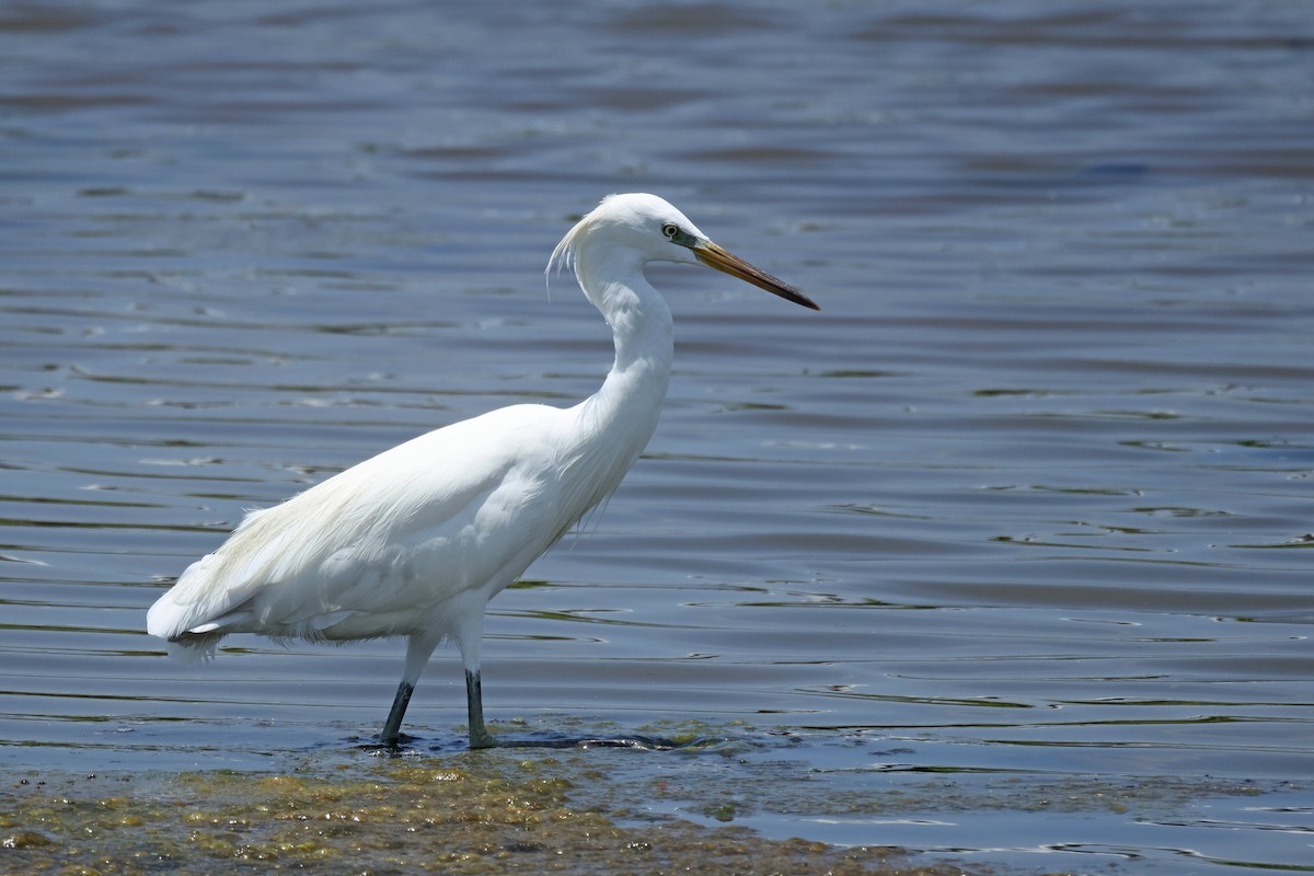 Chinese Egret - ML642524463
