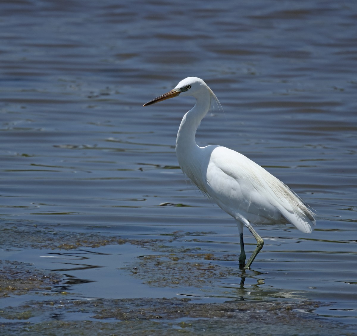Chinese Egret - ML642524464