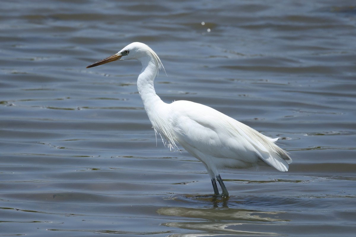 Chinese Egret - ML642524465