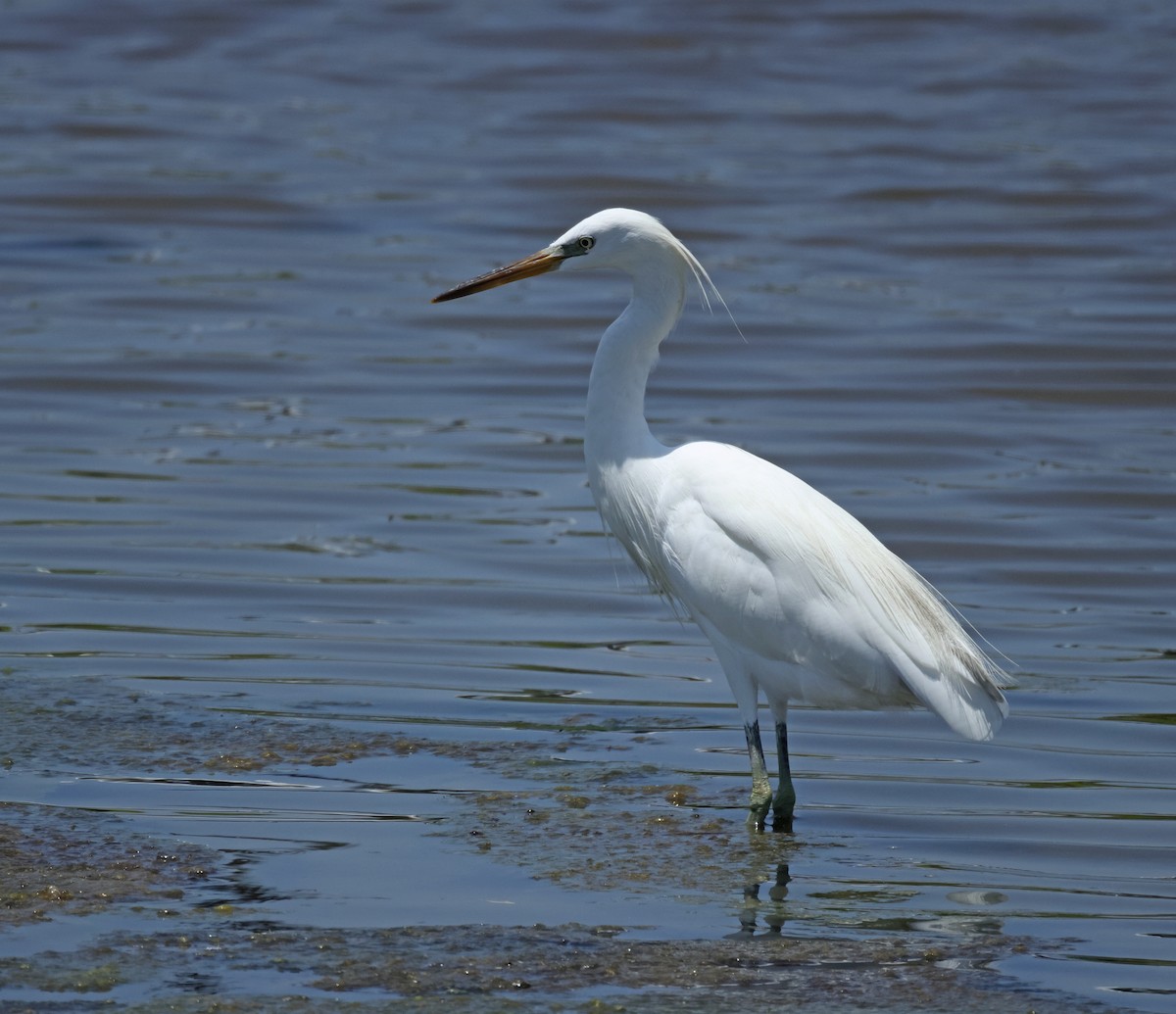 Chinese Egret - ML642524466