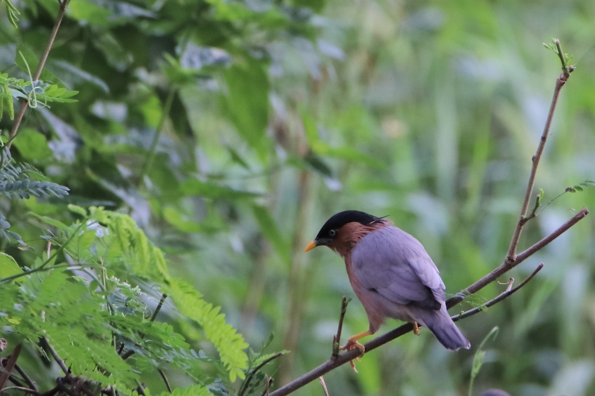 Brahminy Starling - ML642524467