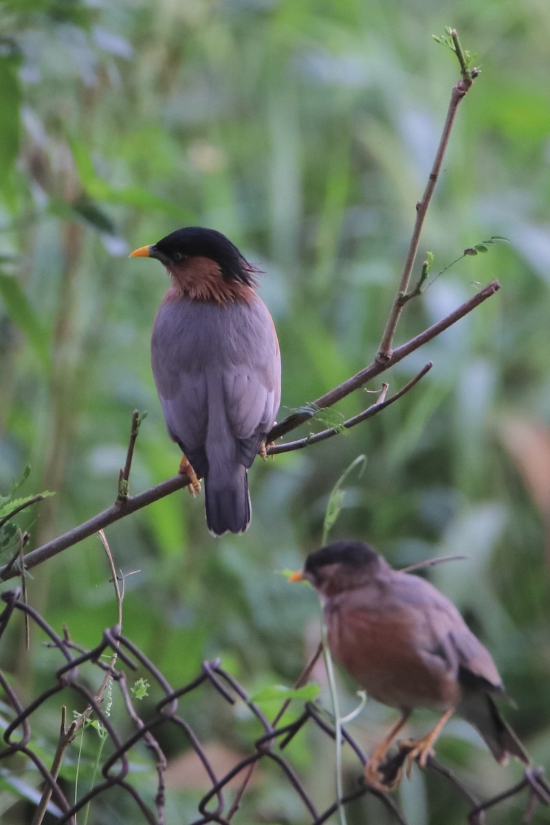 Brahminy Starling - ML642524468