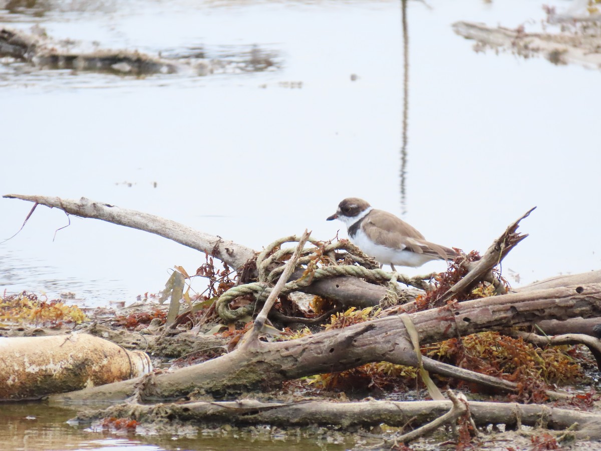 Semipalmated Plover - ML642524502