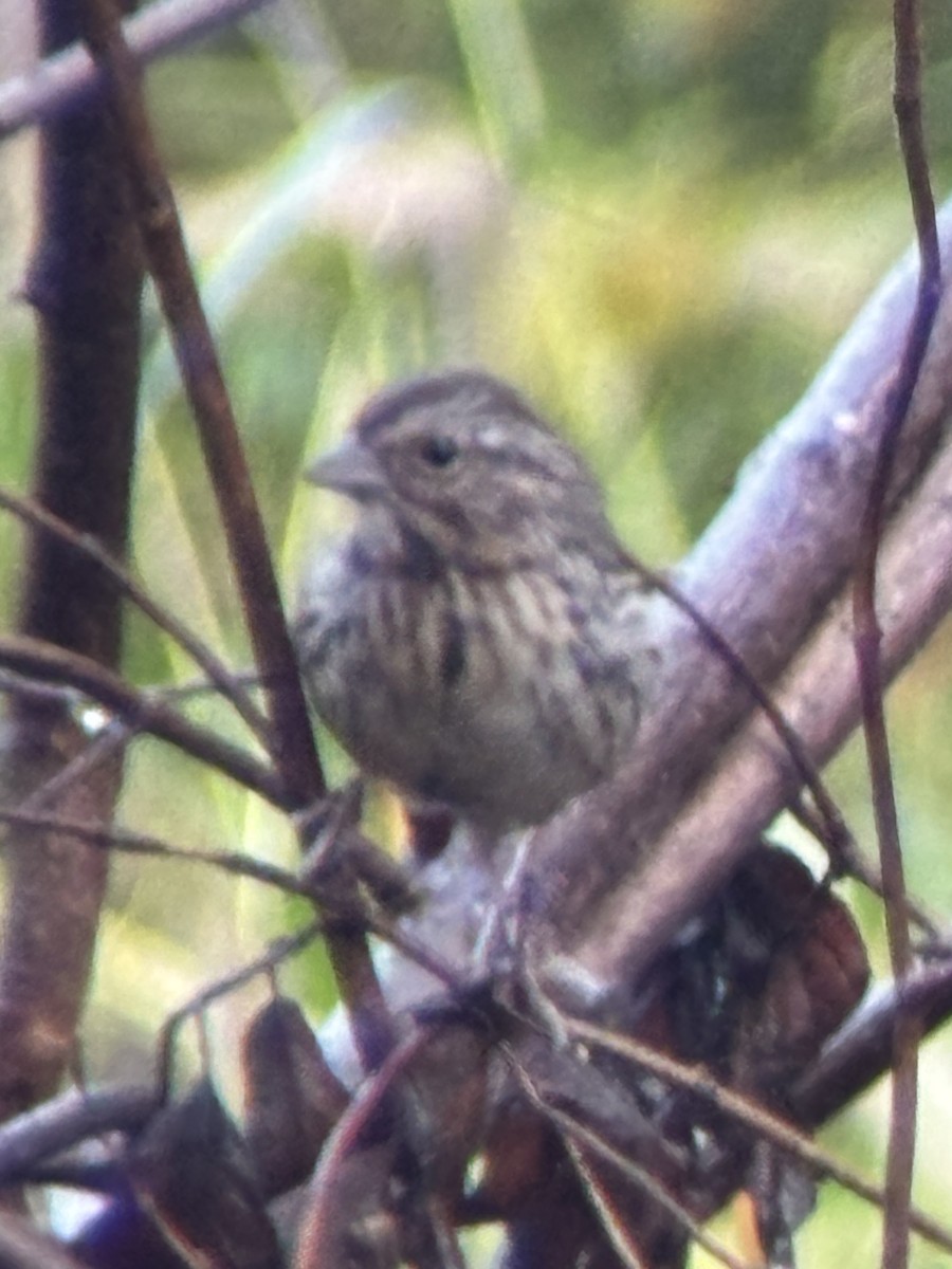 Lincoln's Sparrow - ML642524530