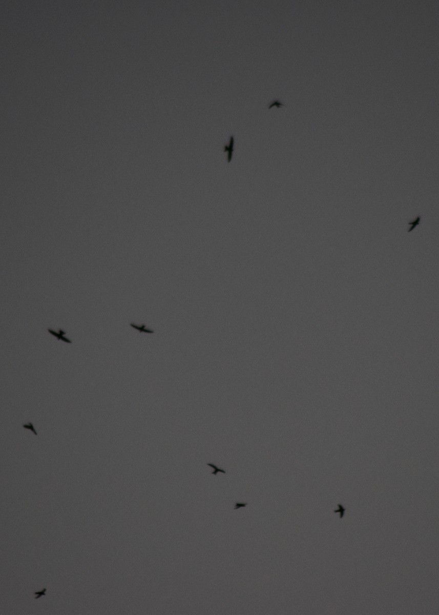Pallid Swift - ML642524533