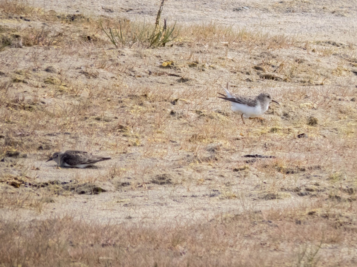 Temminck's Stint - ML642524540