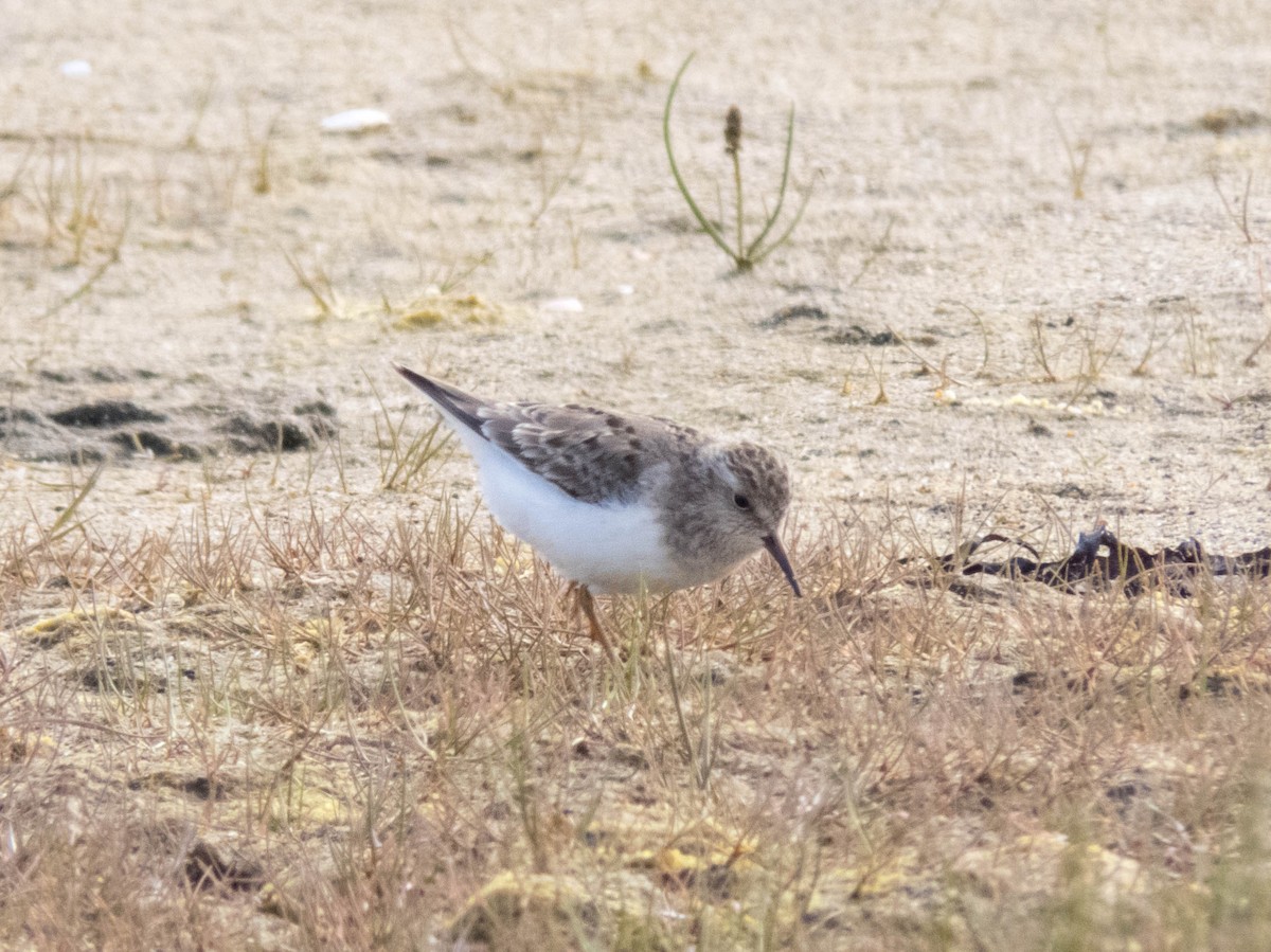 Temminck's Stint - ML642524541