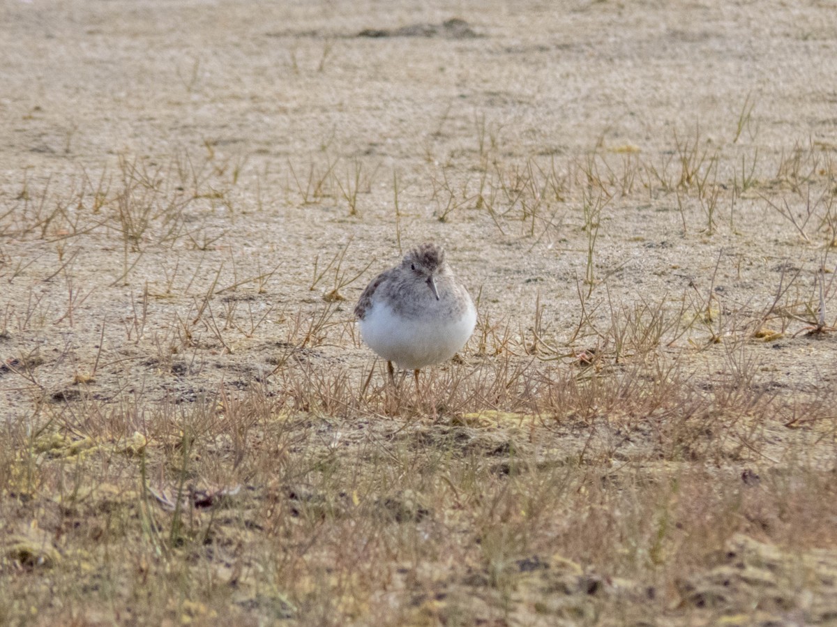 Temminck's Stint - ML642524542