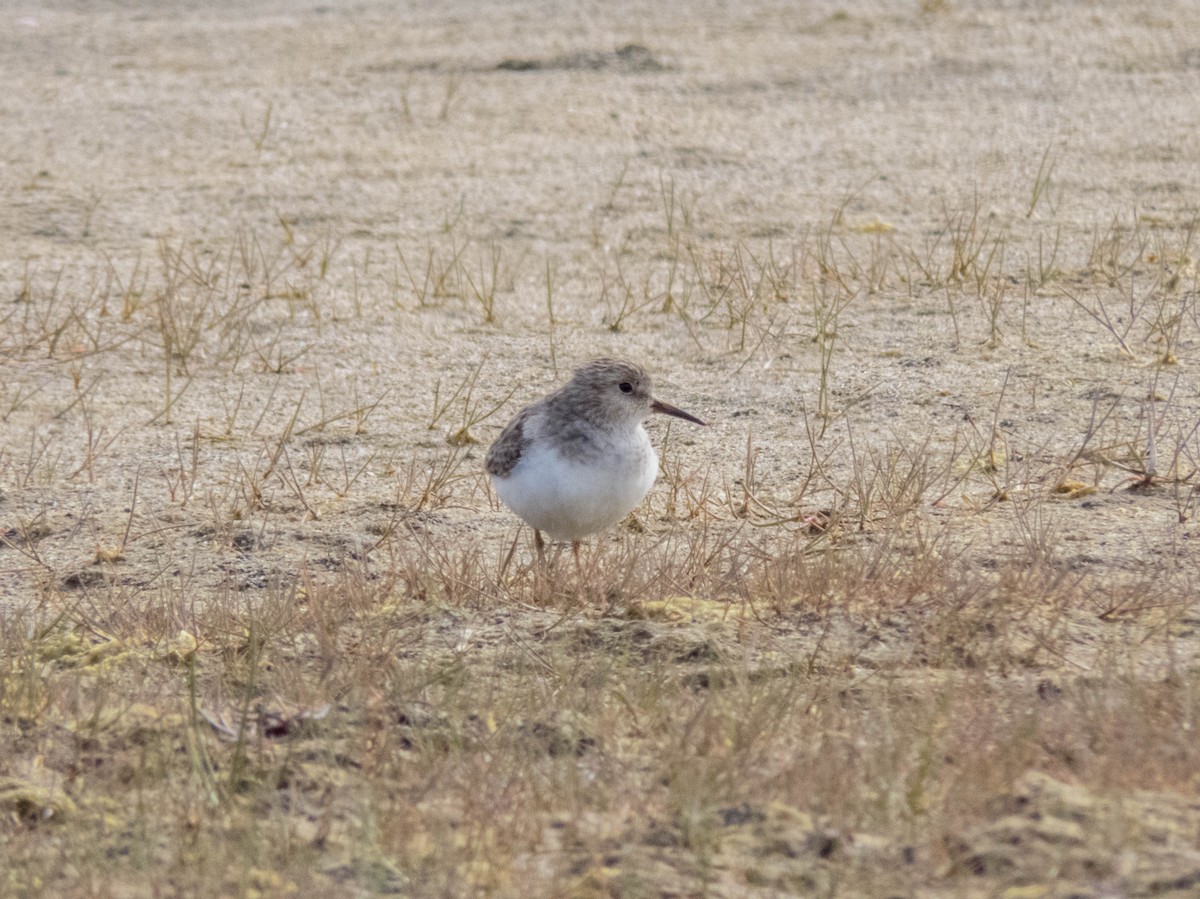 Temminck's Stint - ML642524543