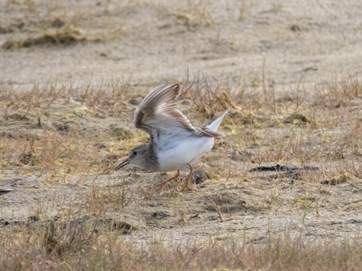 Temminck's Stint - ML642524545