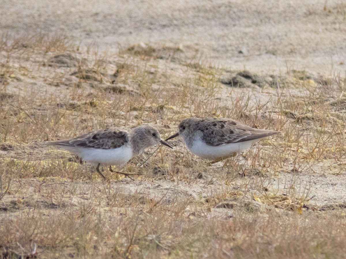 Temminck's Stint - ML642524546